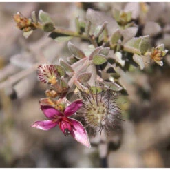 3x Weleda Mondwater Geconcentreerd Ratanhia -L'Oreal Winkel 133062 3