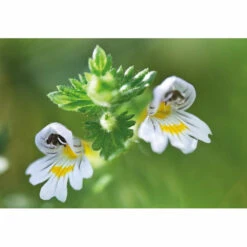 Weleda Oogdruppels Ogentroost Ampullen -L'Oreal Winkel 761903 4