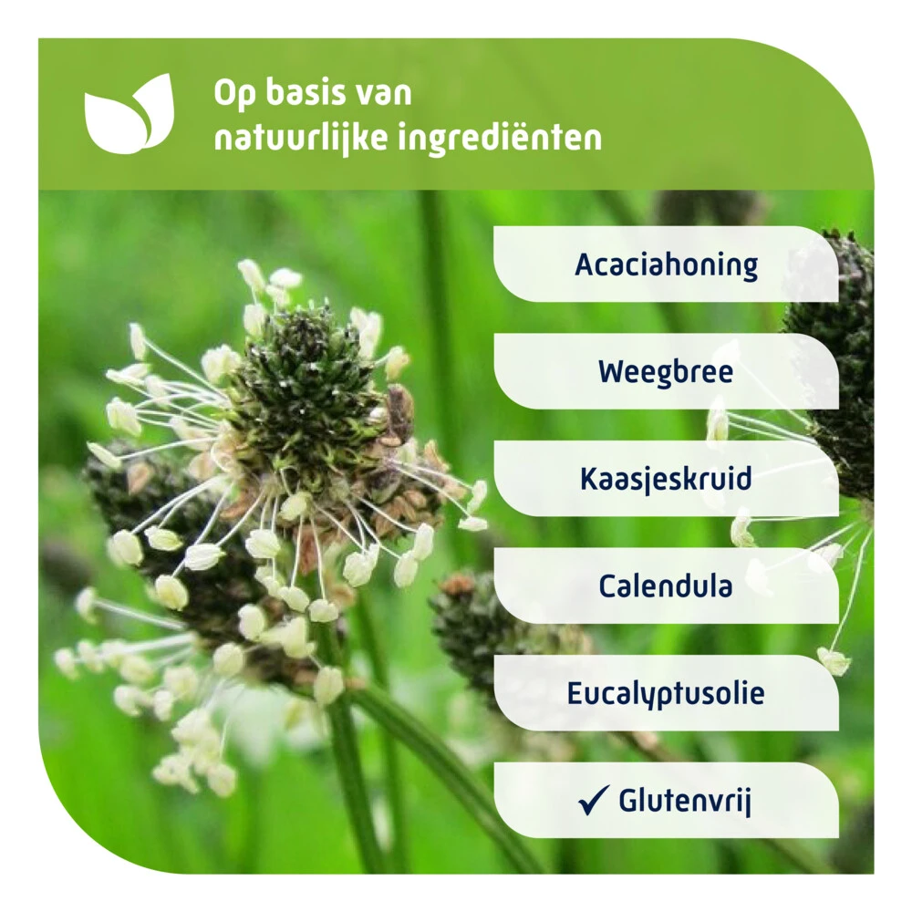 Natterman Voor Alle Hoest Hoestdrank 4 Natterman Voor Alle Hoest Hoestdrank - Image 4